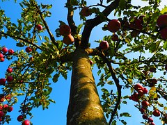 apple-tree-694014__180