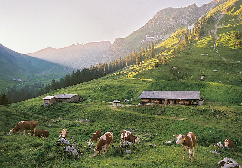 Kühe-auf-der-Alp-am-weiden